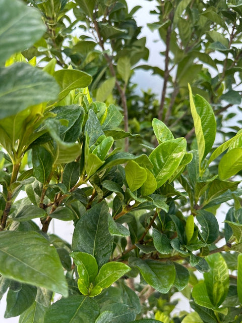 Gardenia Miami Supreme Bush (Gardenia Jasminoides 'Miami Supreme') - Plantology USA - Grower's Pick 4+ Feet