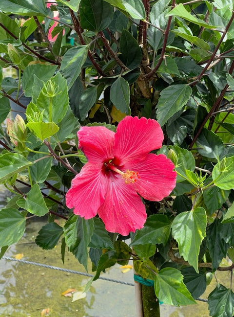 Hibiscus Bush Fire Queen (Hibiscus rosa-sinensis) - PlantologyUSA - Medium 2-3 Feet