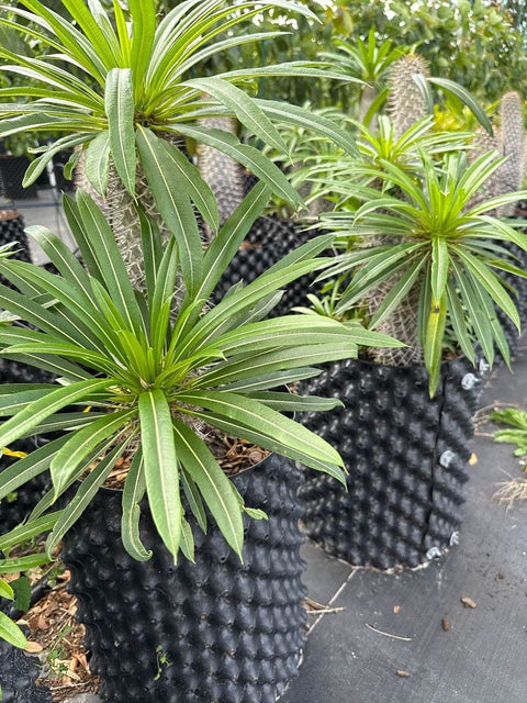 Madagascar Palm (Pachypodium Lamerei) - Plantology USA - Medium
