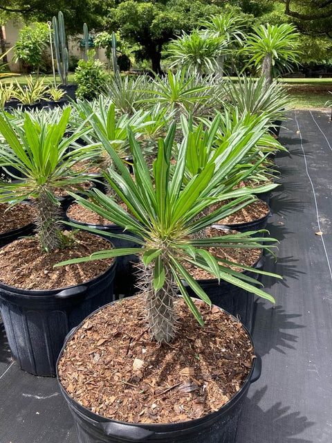 Madagascar Palm (Pachypodium Lamerei) - Plantology USA - Medium