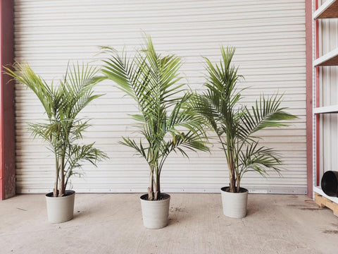 Majesty Palm (Ravenea Rivularis) - Plantology USA - Large 4 - 5 ft