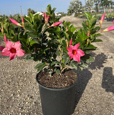 Mandevilla Bush Pink (Dipladenia) - PlantologyUSA - 3 Gallon