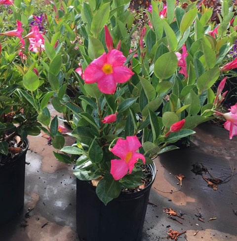 Mandevilla Bush Pink (Dipladenia) - PlantologyUSA - 3 Gallon