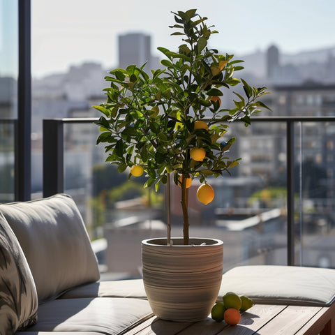 Meyer Lemon Tree (Citrus reticulata) - PlantologyUSA - Medium 4-5 Feet