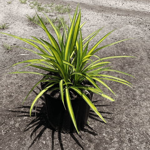 Pandanus Baptistii 'Aureus', Variegated Dwarf Pandanus - Plantology USA - 3 Gallon