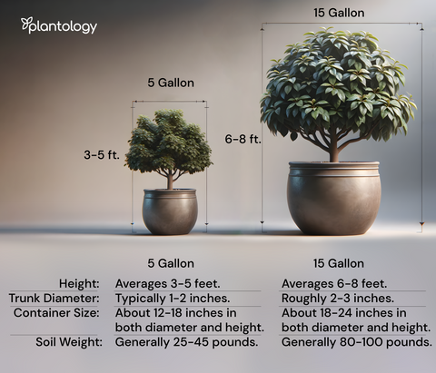 Plant Sizing 🌱