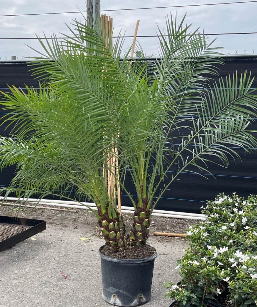 pygmy date palm planting spacing Pygmy Date Palm (Phoenix roebelenii)