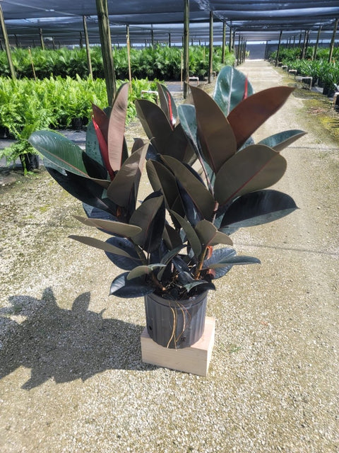 Rubber Plant (Ficus Elastica 'Burgundy') - Plantology USA - Large 36 - 40"