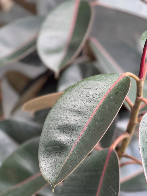 Rubber Plant (Ficus Elastica 'Burgundy') - Plantology USA - Large 36 - 40"