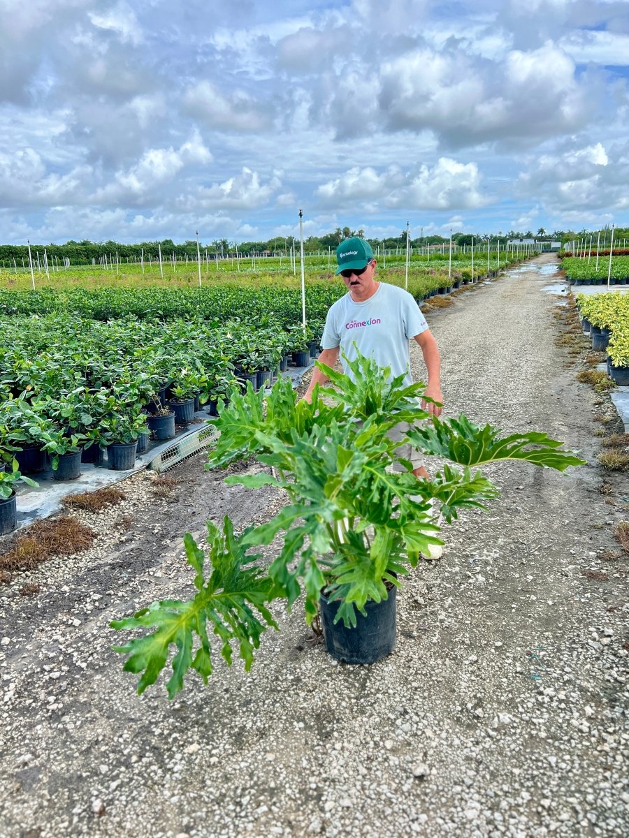 frilly leaf philodendron Split-leaf Philodendron for Sale