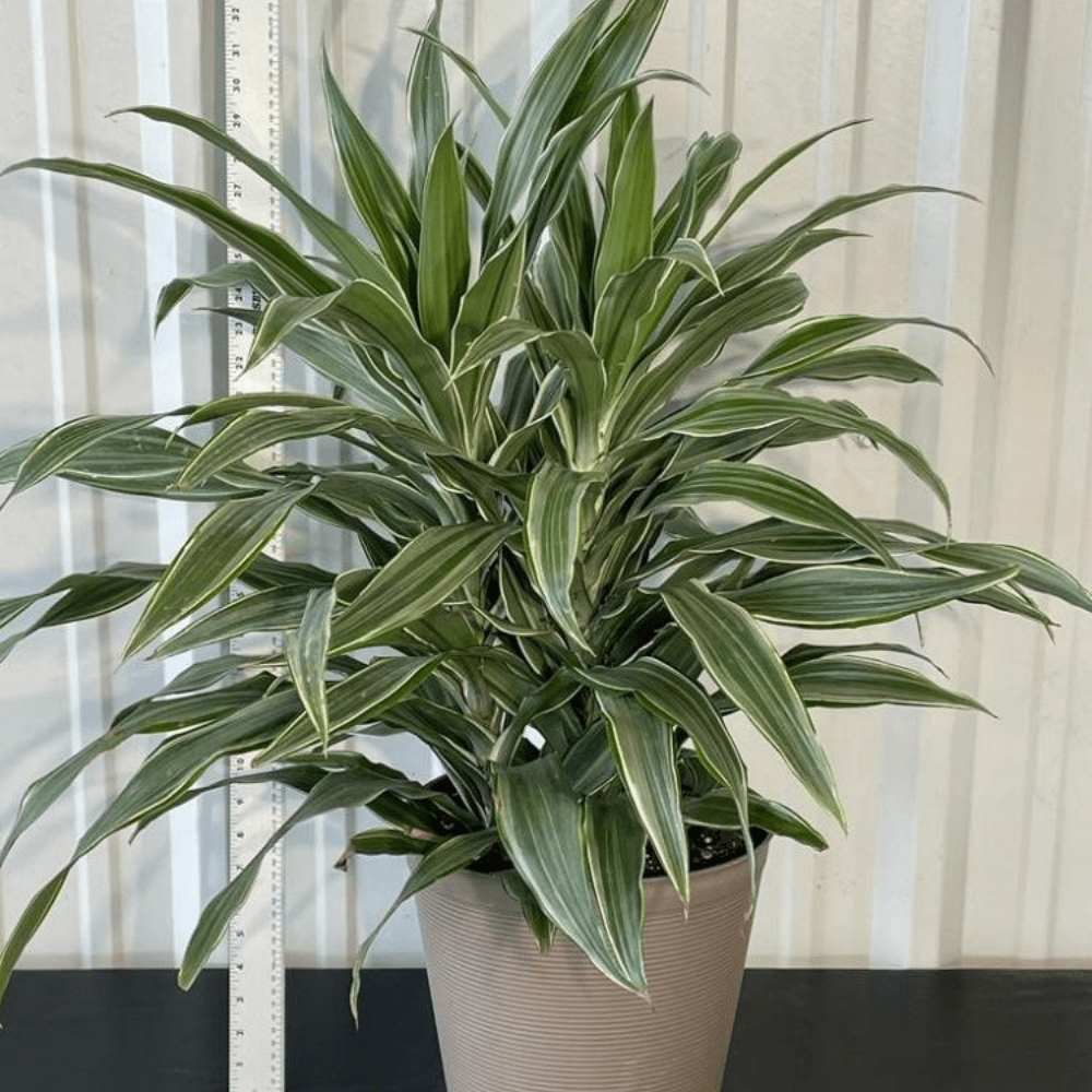 dracaena warneckii jumbo Warneckii Dracaena (Dracaena Warneckii)