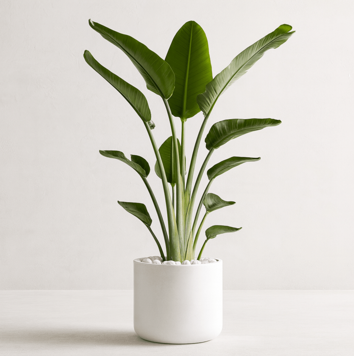 white bird plant indoor White Bird of Paradise (Strelitzia Nicolai)