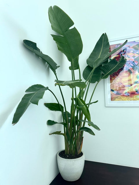 White Bird of Paradise (Strelitzia Nicolai) - Plantology USA - XXL 6 Feet+