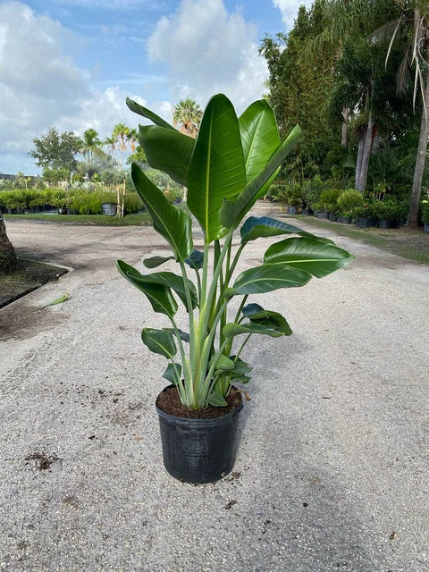 White Bird of Paradise (Strelitzia Nicolai) - PlantologyUSA - Large 4-5 Feet