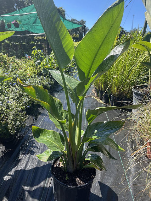 White Bird of Paradise (Strelitzia Nicolai) - PlantologyUSA - Medium 3-4 Feet