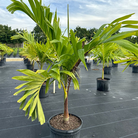 Adonidia Palm Single - Christmas Palm (Veitchia merrillii)