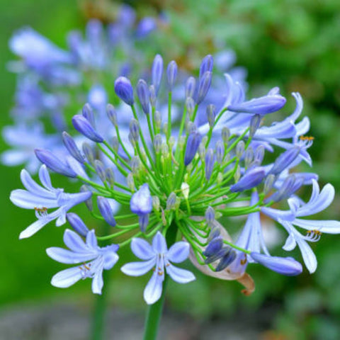 Agapanthus Lily Of The Nile, Blue (Agapanthus praecox subsp. orientalis) - PlantologyUSA - Small