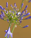 Agapanthus Lily Of The Nile, Blue (Agapanthus praecox subsp. orientalis) - PlantologyUSA - Small