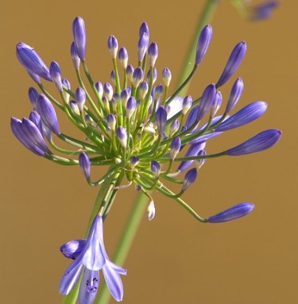 Agapanthus Lily Of The Nile, Blue (Agapanthus praecox subsp. orientalis) - PlantologyUSA - Small