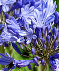 Agapanthus Lily Of The Nile, Blue (Agapanthus praecox subsp. orientalis) - PlantologyUSA - Small