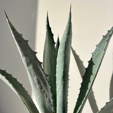 Agave Blue (Agave tequilana 'Azul') - PlantologyUSA - 3 Gallon