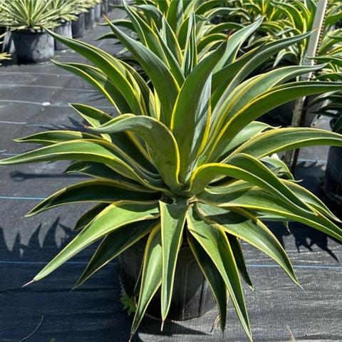 Agave Desmettiana ‘Variegata’ - PlantologyUSA - 3 Gallon