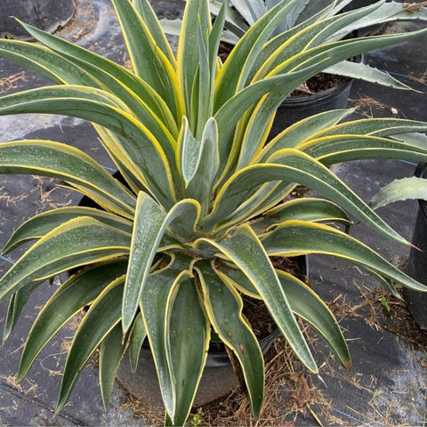 Agave Desmettiana ‘Variegata’ - PlantologyUSA - 3 Gallon