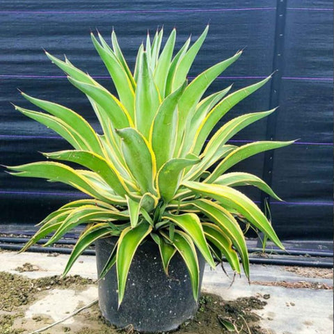 Agave Desmettiana ‘Variegata’ - PlantologyUSA - 3 Gallon