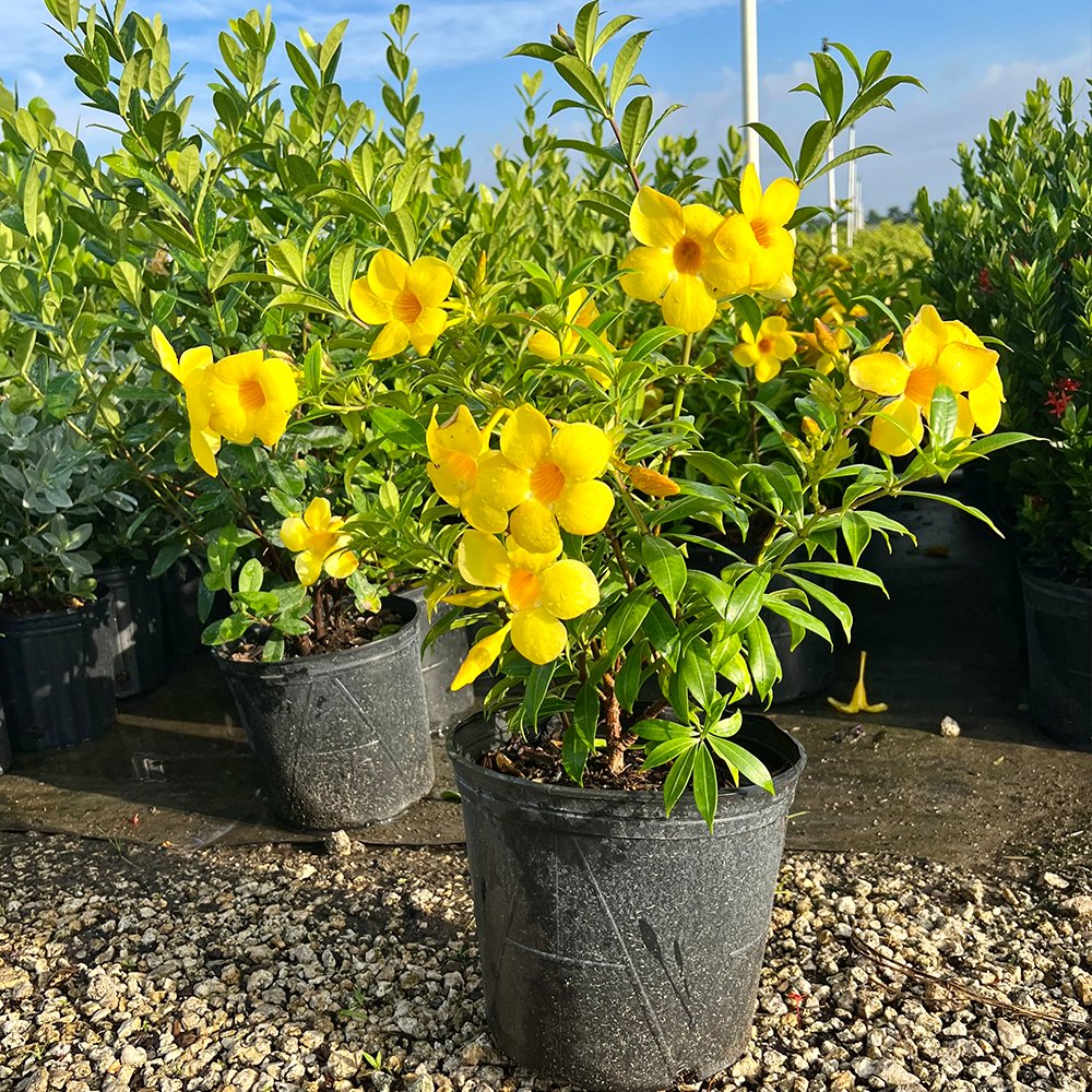 yellow flowering plants for pots Allamanda Bush Yellow for Sale