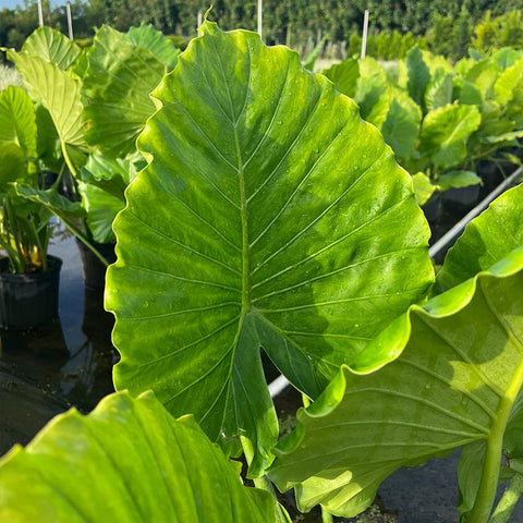Alocasia California ( Alocasia odora 'California' ) - PlantologyUSA - 2-3.5 feet