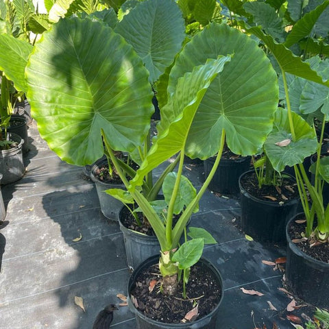 Alocasia California ( Alocasia odora 'California' ) - PlantologyUSA - 3.5-5 feet