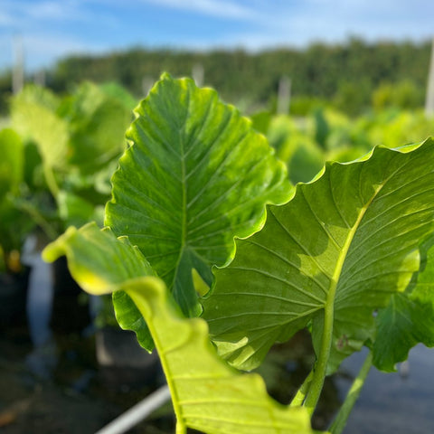Alocasia California ( Alocasia odora 'California' ) - PlantologyUSA - 3.5-5 feet