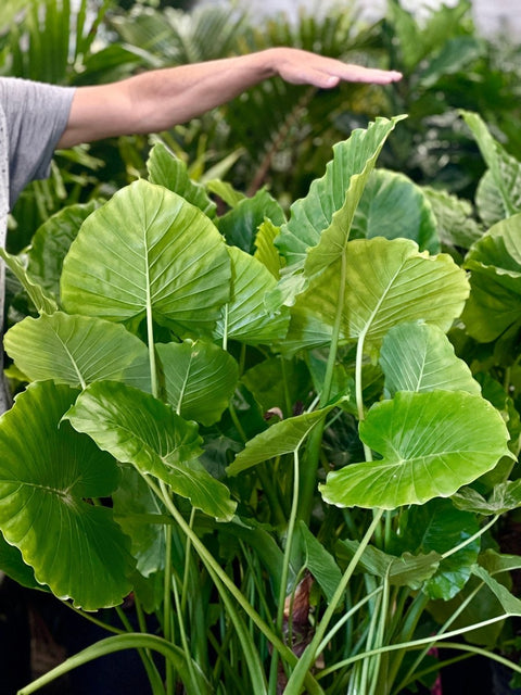 Alocasia California ( Alocasia odora 'California' ) - PlantologyUSA - Medium