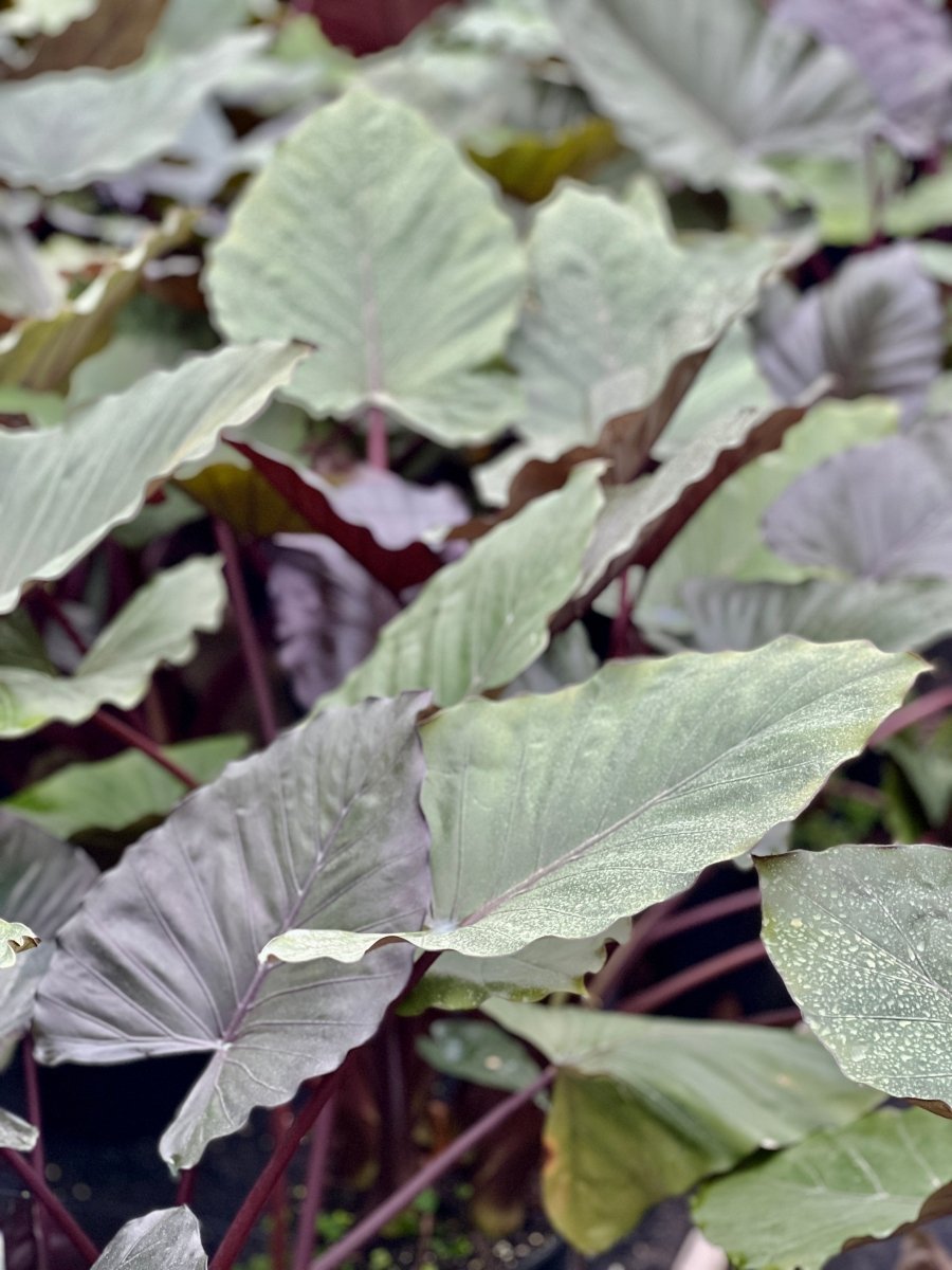 elephant ear plant itchy hands Alocasia Metal Head - Elephant Ear