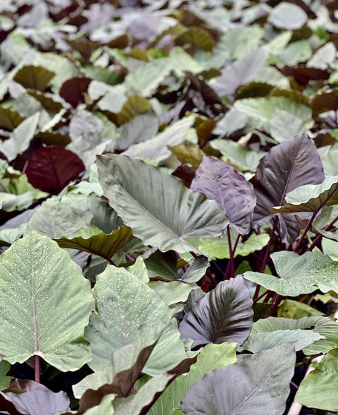Alocasia 'Metal Head', Elephant Ear (Alocasia Infernalis) - PlantologyUSA - 3 Gallon