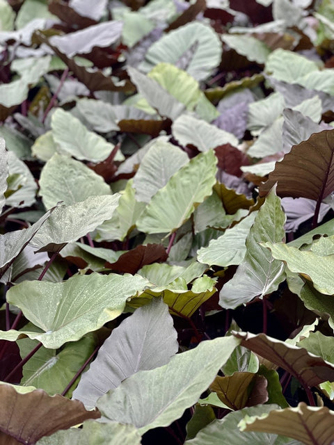 Alocasia 'Metal Head', Elephant Ear (Alocasia Infernalis) - PlantologyUSA - 3 Gallon
