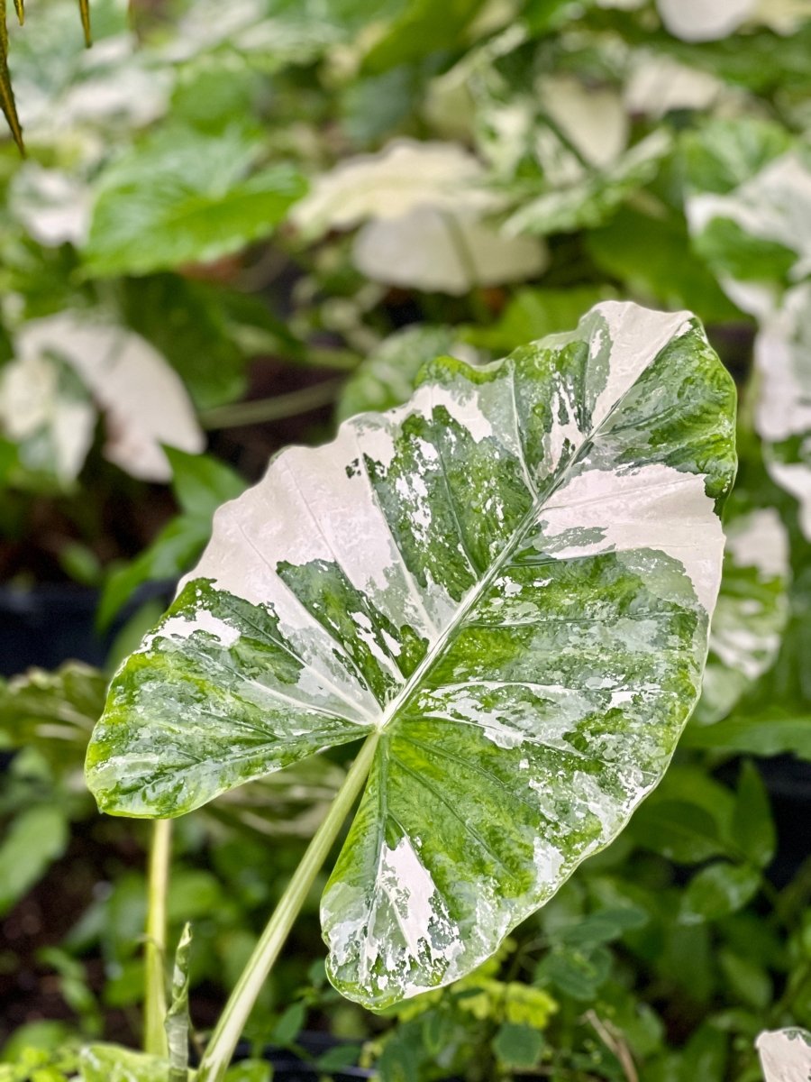Alocasia 'Variegata' (Exotic Giant Taro)