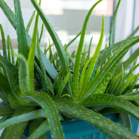 Aloe vera, Medicinal Aloe - PlantologyUSA - Medium 14-18"
