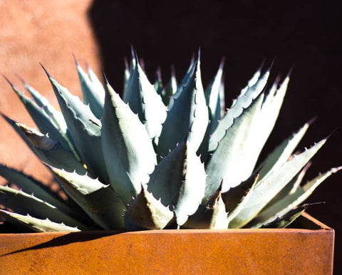 American Century Plant (Agave Americana) - PlantologyUSA - 3 Gallon