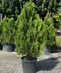 Arbovitae (Thuja Orientalis) - PlantologyUSA - 5 Gallon