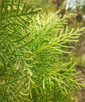 Arbovitae (Thuja Orientalis) - PlantologyUSA - 5 Gallon