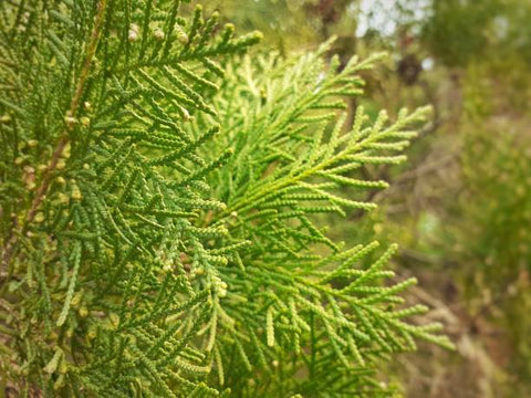 Arbovitae (Thuja Orientalis) - PlantologyUSA - 5 Gallon