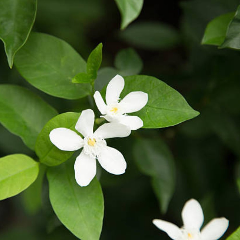 Asian Snow for Sale | PlantologyUSA.com – Plantology USA