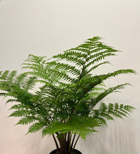 Australian Tree Fern - PlantologyUSA - 3 Gallon