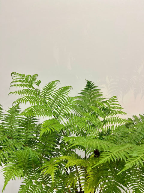 Australian Tree Fern - PlantologyUSA - 3 Gallon