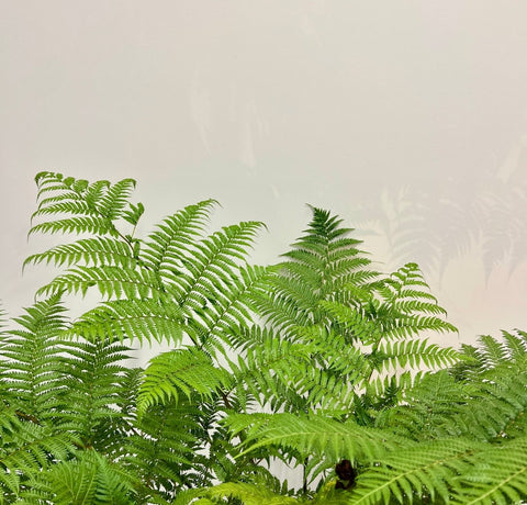 Australian Tree Fern - PlantologyUSA - 3 Gallon