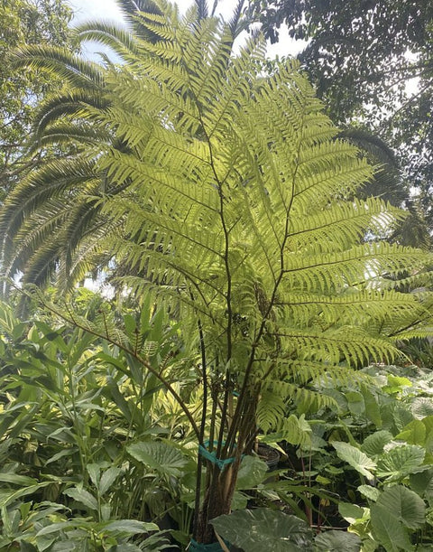 Australian Tree Fern - PlantologyUSA - 3 Gallon