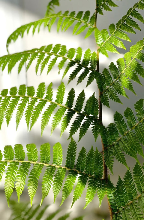 Australian Tree Fern - PlantologyUSA - 3 Gallon