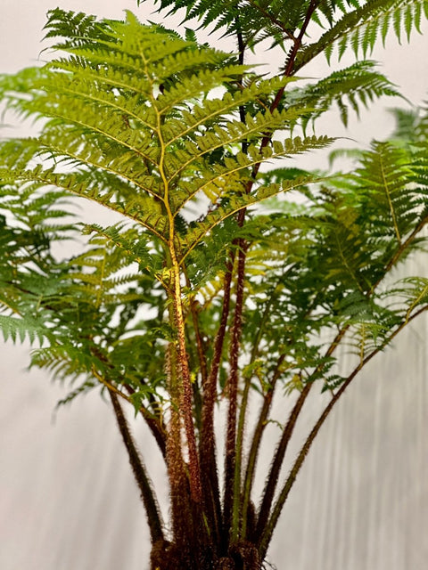 Australian Tree Fern - PlantologyUSA - 3 Gallon
