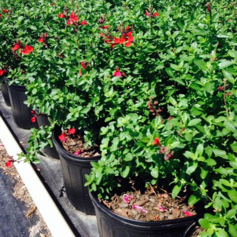 Autumn Sage (Salvia greggii) - PlantologyUSA - Medium
